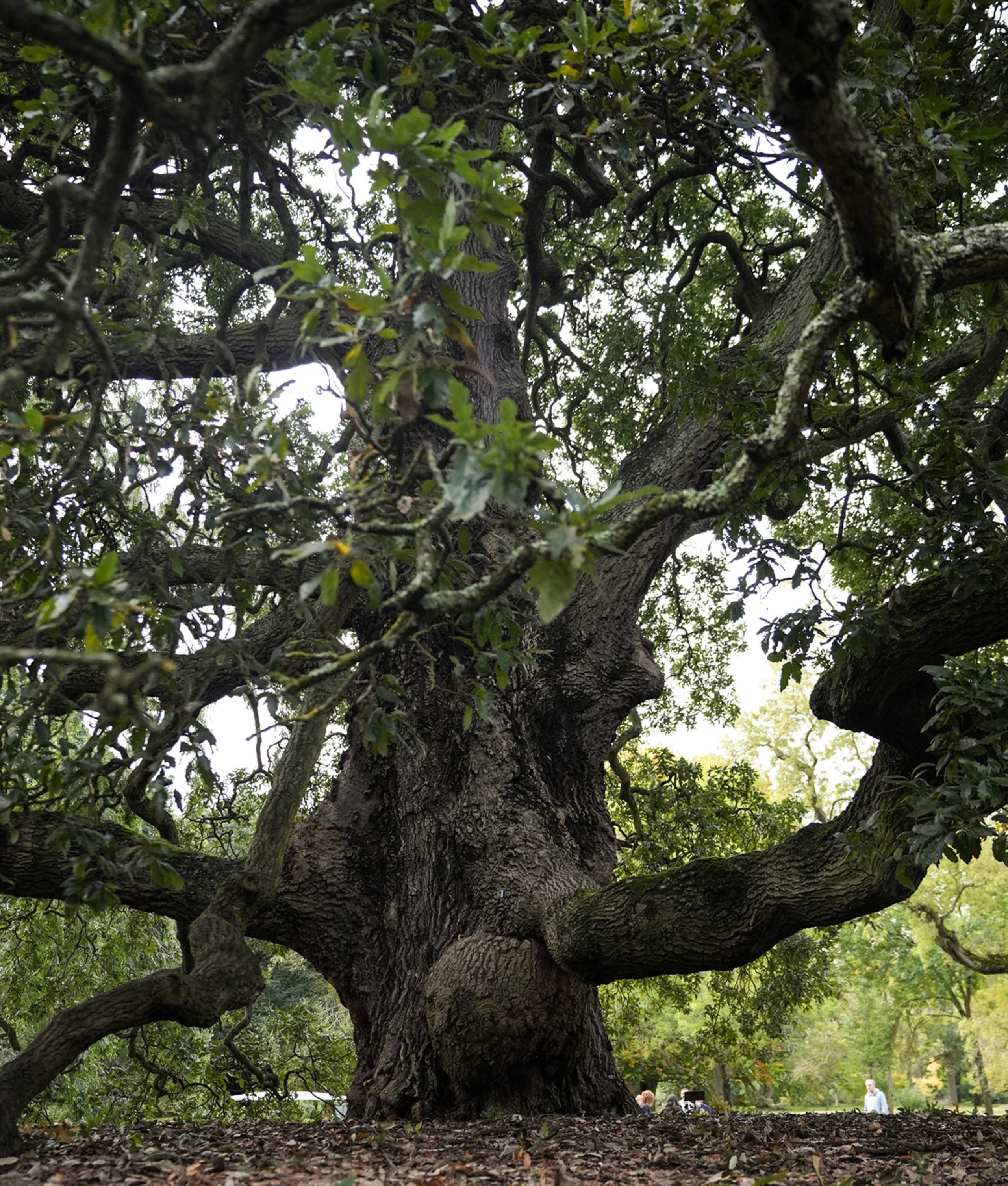 Symbionts of the Oak