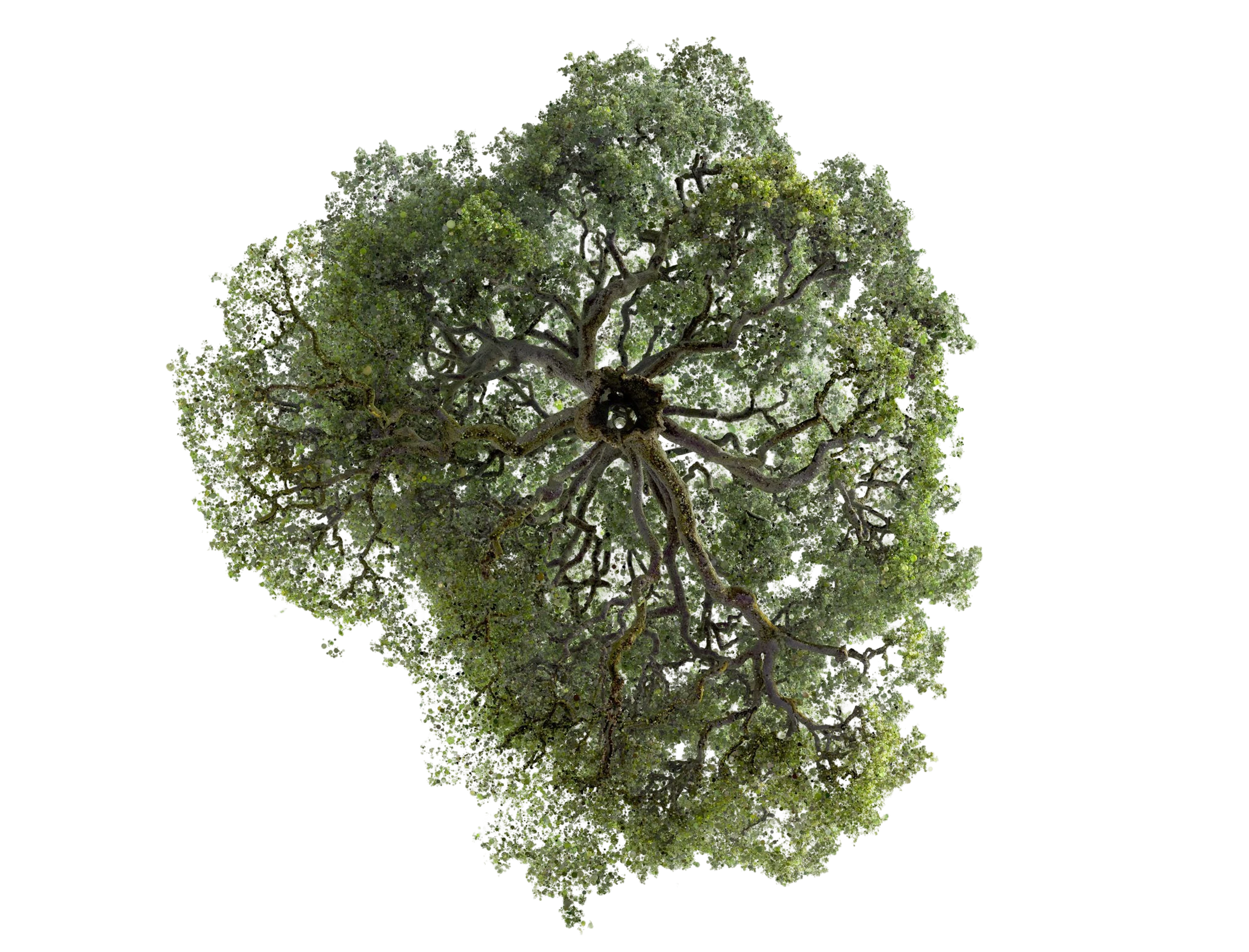 Symbionts of the Oak