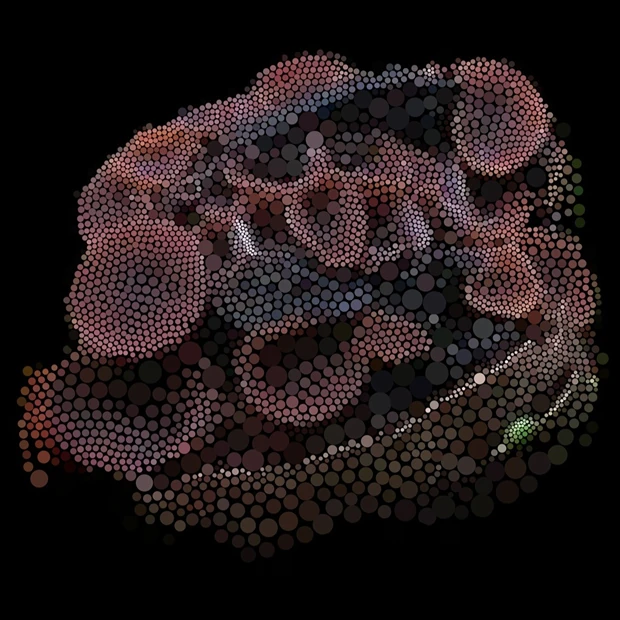 Symbionts of the Oak