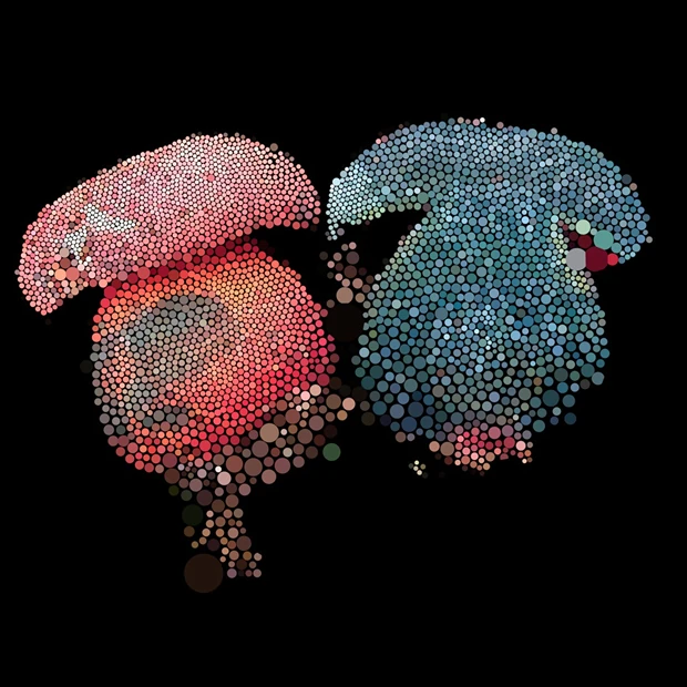 Symbionts of the Oak