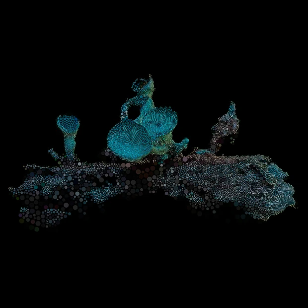 Symbionts of the Oak